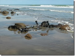 IMG_2590 IMG_2590
