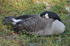 DSC_2053.JPG