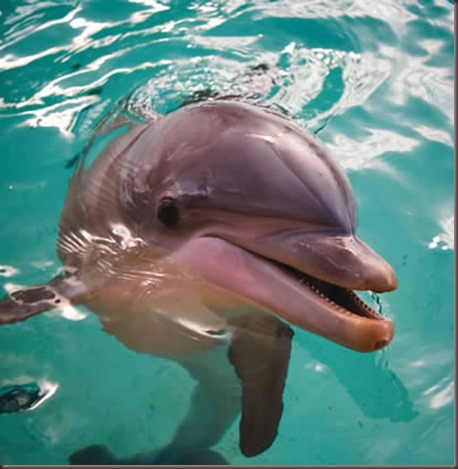 Amazing Animals Pictures Dolphin (2)