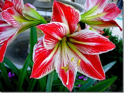 Hippeastrum_amarillis