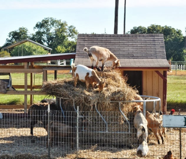 DSC_0039 DSC_0039