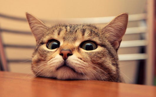 [hq-wallpapers_ru_animals_46569_1920x1200%5B3%5D.jpg]