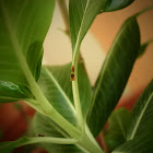 Caterpillar