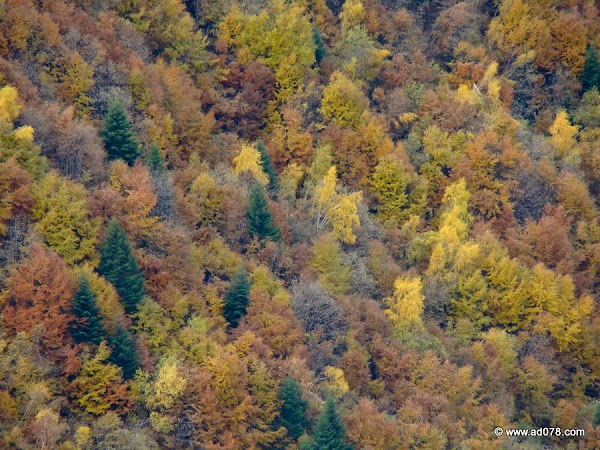 cioranga ramura de sus-11.JPG