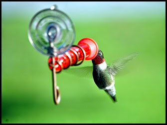 05d - Buck Hall - Hummingbird