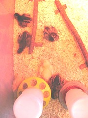 baby chicks2