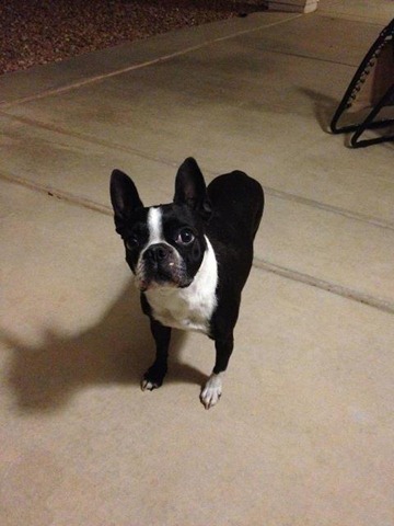 [Sadie%2520Courtesy%25202012%255B4%255D.jpg]