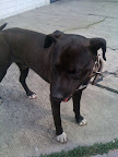 NEGRO
NO ADOPTABLE