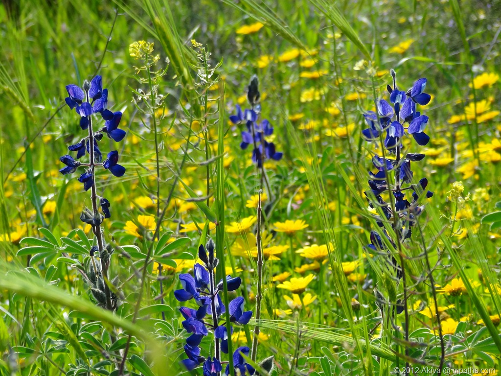 [2012-03-23%2520Socho%2520Flowers%2520017%255B7%255D.jpg]