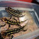 Fire Salamander