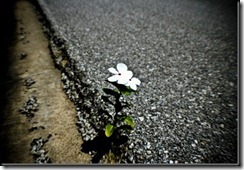 resilience resilience