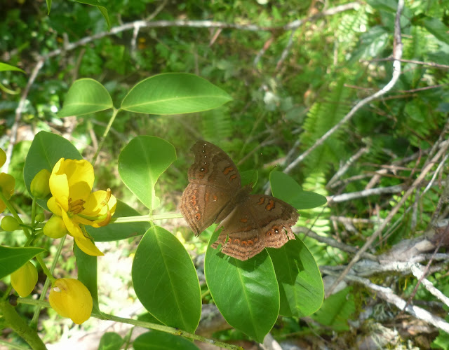 Junonia goudoti (BOISDUVAL, 1833), endémique. Saha Forest Camp, Anjozorobe (Madagascar). 3 janvier 2014. Photo : J. Marquet