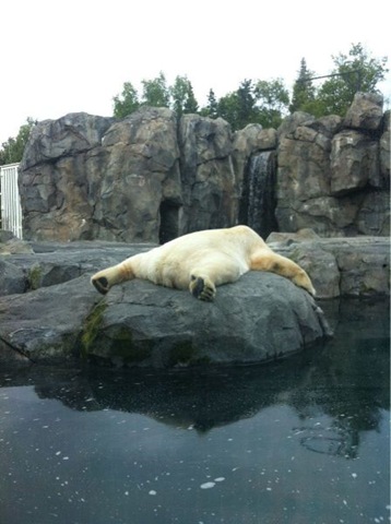 [funny-animals-haha-9%255B2%255D.jpg]