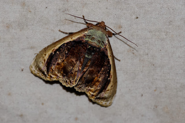 Erebidae : Calpinae : Baecula gallopavo WALKER, 1856. Los Cedros, 1400 m, Montagnes de Toisan, Cordillère de La Plata (Imbabura, Équateur), 20 novembre 2013. Photo : J.-M. Gayman
