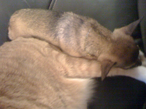 The cats also let me cuddle!  Here I am with Max.  I love my new family so much!