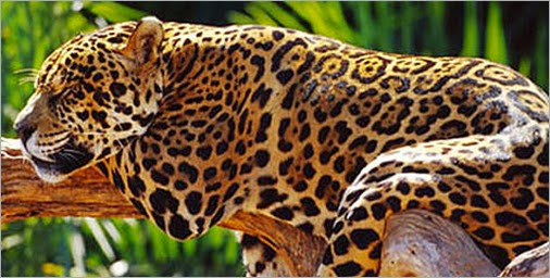 Jaguar-animal