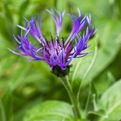 Cornflower