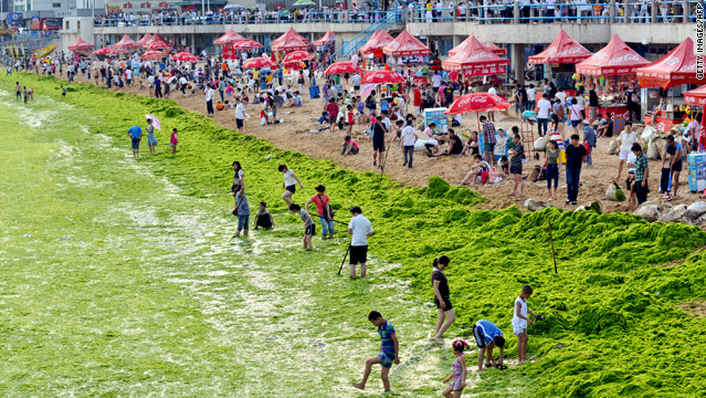 Massive green algae bloom and tourists on the beach in Qingdao, China, 25 July 2011. The green algae threatens marine life as it sucks oxygen from the water. CNN