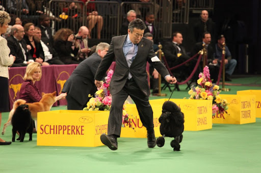 Do you know why standard poodles have those funny haircuts?  It's because they were bred as hunting dogs and when swimming to retrieve the kills, the cut made swimming easier, while still keeping important body parts warm.
