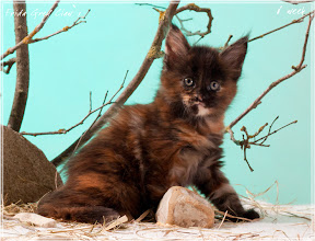 Фото котенка мейн-кун Frida возраст 6 недель | Питомник Grey Claw`s