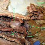 cat_thoracic_cavity_L.JPG