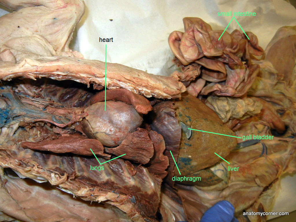 cat_thoracic_cavity_L.JPG
