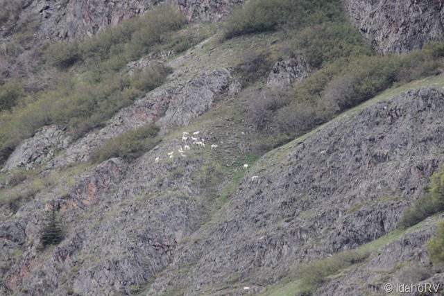 [Dall-Sheep-2%255B2%255D.jpg]