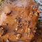 Caddisfly nymph, Köcherfliegenlarve