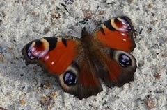 red admiral