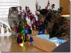 IMG_0002 IMG_0002