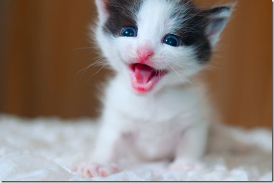 funny-animals-haha-29