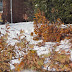 2011-12 First Winter Storm 1018.jpg