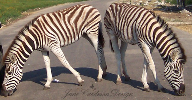 [Zebra_Pair_2%255B5%255D.jpg]