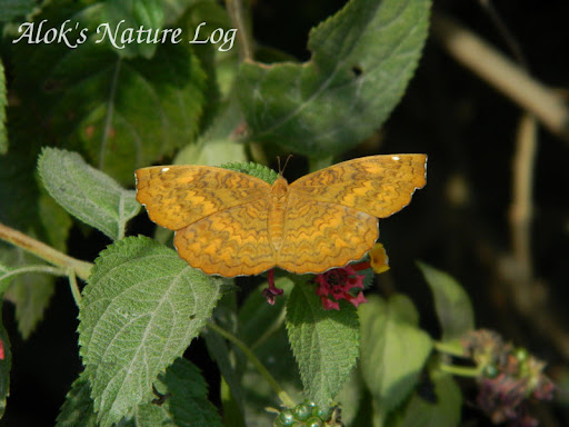 Nymphalidae%25252c%252520ariadne%252520merione%25252c%252520common%252520castor