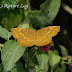Nymphalidae%25252c%252520ariadne%252520merione%25252c%252520common%252520castor