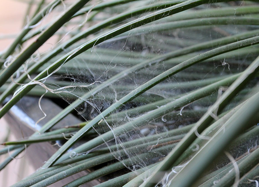 [110915_spiderwebs_17%255B3%255D.jpg]