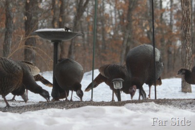 Turkeys in the yard