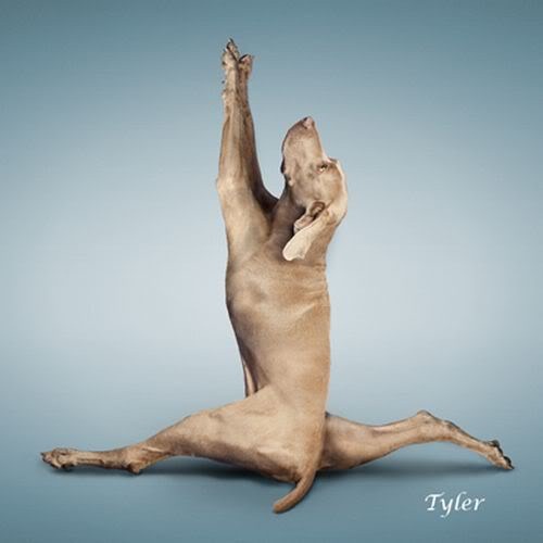 [Yoga-dogs-13%255B3%255D.jpg]