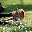 youf_luise_liegend_2.jpg