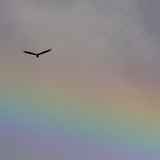 Red-headed buzzard with a rainbow