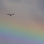 Red-headed buzzard with a rainbow