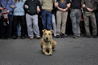 Kanellos, a stray dog in Athens Greece, has reportedly been spotted at mutiple union riots over the course of the last 3 years. Kanellos, a stray dog in Athens Greece, has reportedly been spotted at mutiple union riots over the course of the last 3 years.