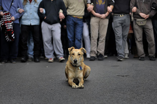Kanellos, a stray dog in Athens Greece, has reportedly been spotted at mutiple union riots over the course of the last 3 years. Kanellos, a stray dog in Athens Greece, has reportedly been spotted at mutiple union riots over the course of the last 3 years.