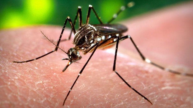 [mosquitoes3.jpg]