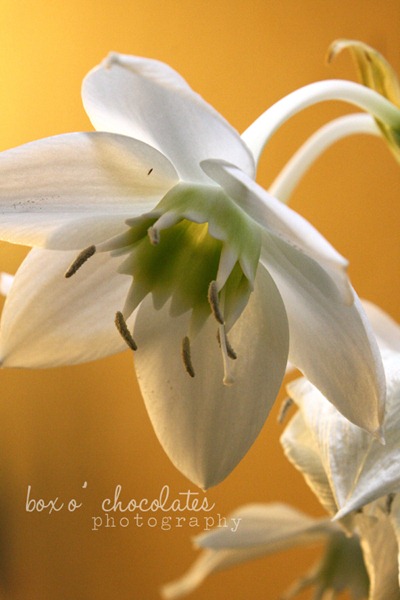 Peruvian Lily2