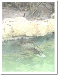 Florida vacation Sea world turtle