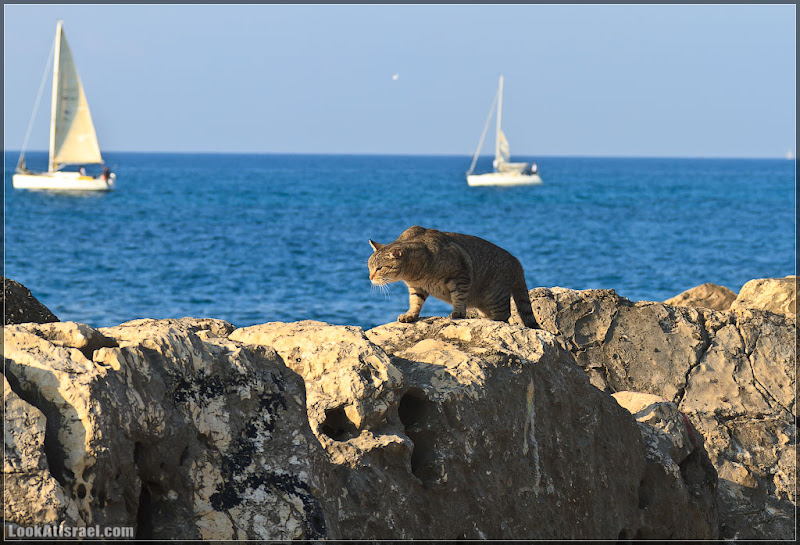 Тель Авивский морской кот (foto il  фото тель авив моря и океаны братья наши  20111216 ta sea cat 007 3220)
