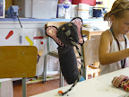 Grabbelpas 2009: Foto