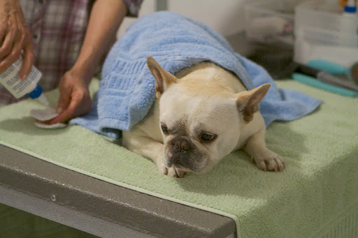 Oh no!  Now for the ear wash!