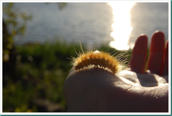 Woolly Bear